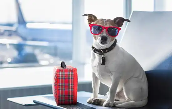 1oman pet import process