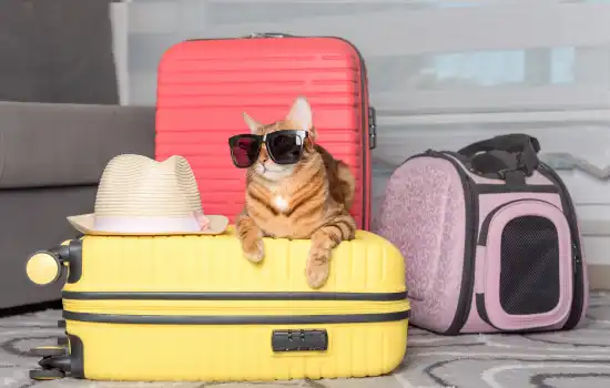 Pet Carrier Box for Air Travel